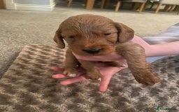 Cockapoo dogs for sale: Cockapoo pups for sale  - Image 5