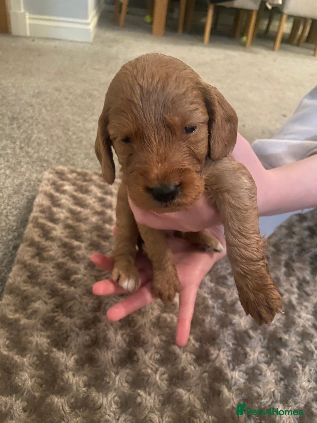 Cockapoo dogs for sale: Cockapoo pups for sale  - Image 5