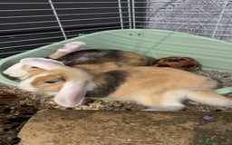 Mixed Breed rabbits for sale: 2 Female Rabbits for sale- Honey and Bunny - Advert 4