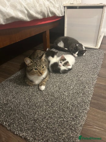 Domestic Shorthair cats - Advert 3