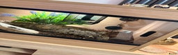 Boa Snake reptiles for sale: Female boa & full set up  - Advert 7