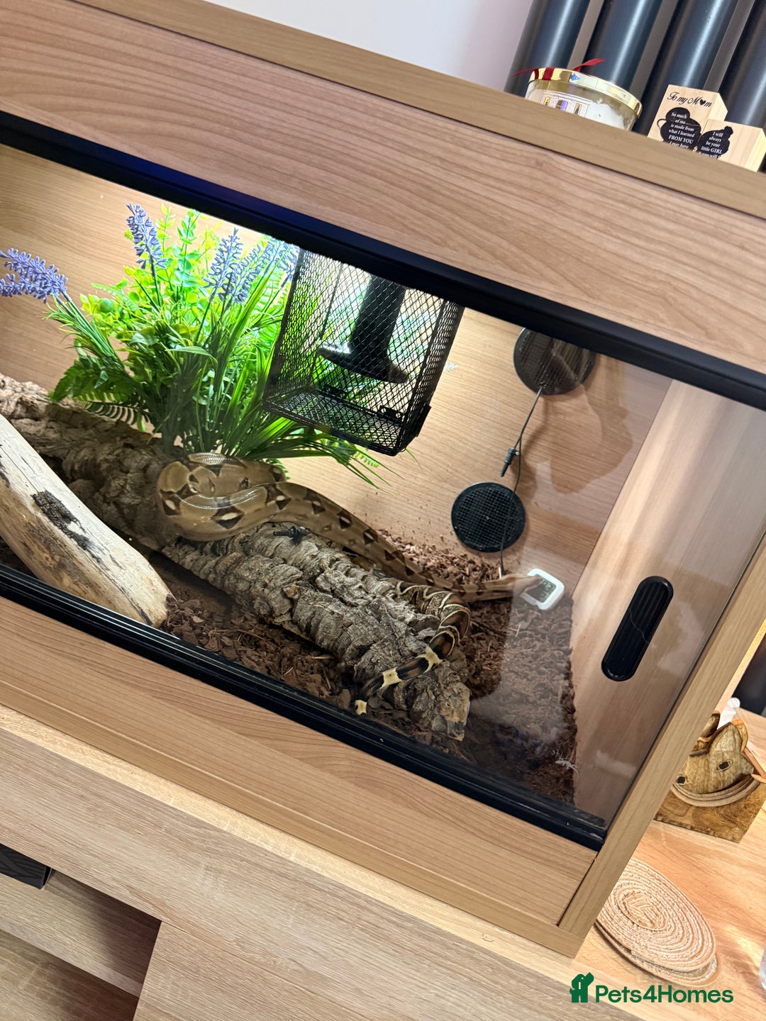 Boa Snake reptiles for sale: Female boa & full set up  - Advert 7