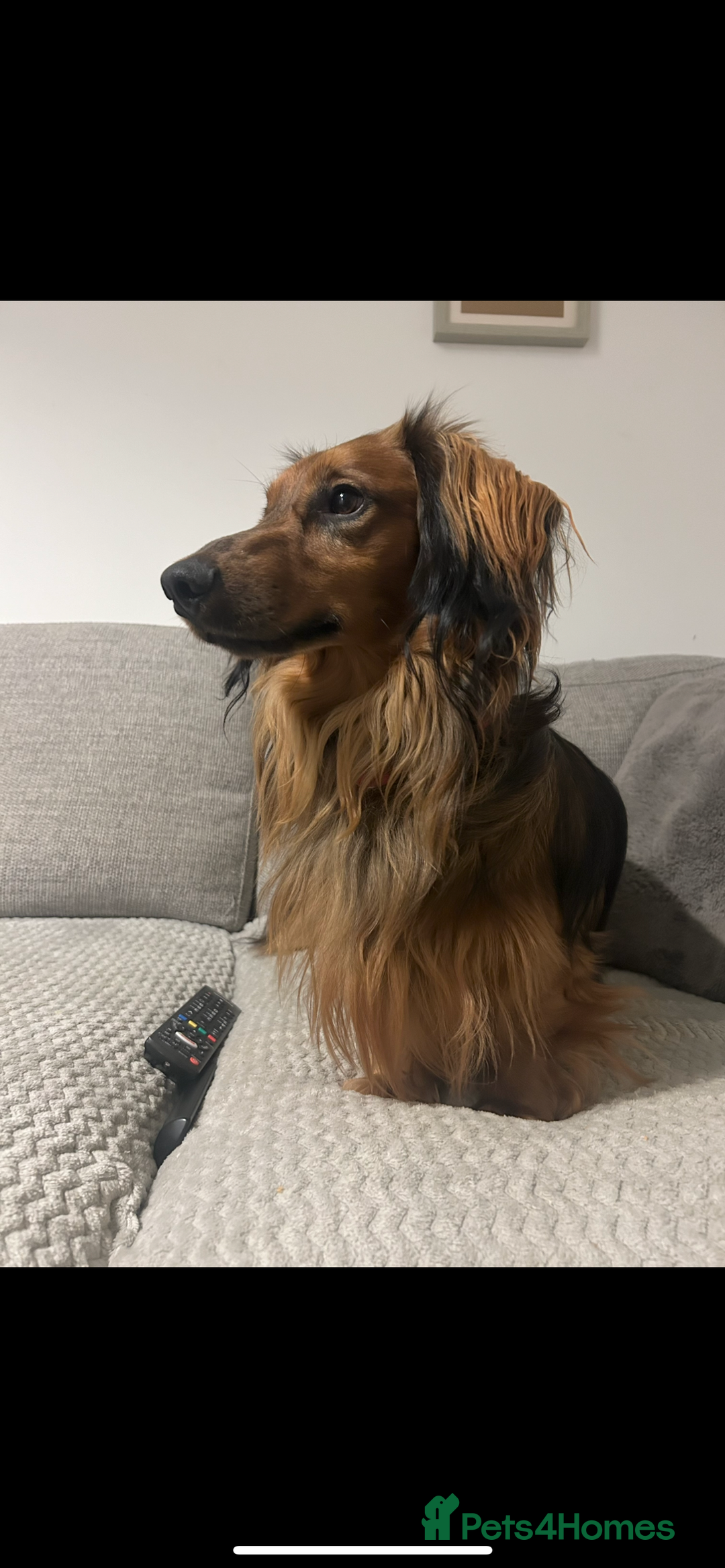 Dachshund dogs for sale: Male long haired dachshund - Advert 2