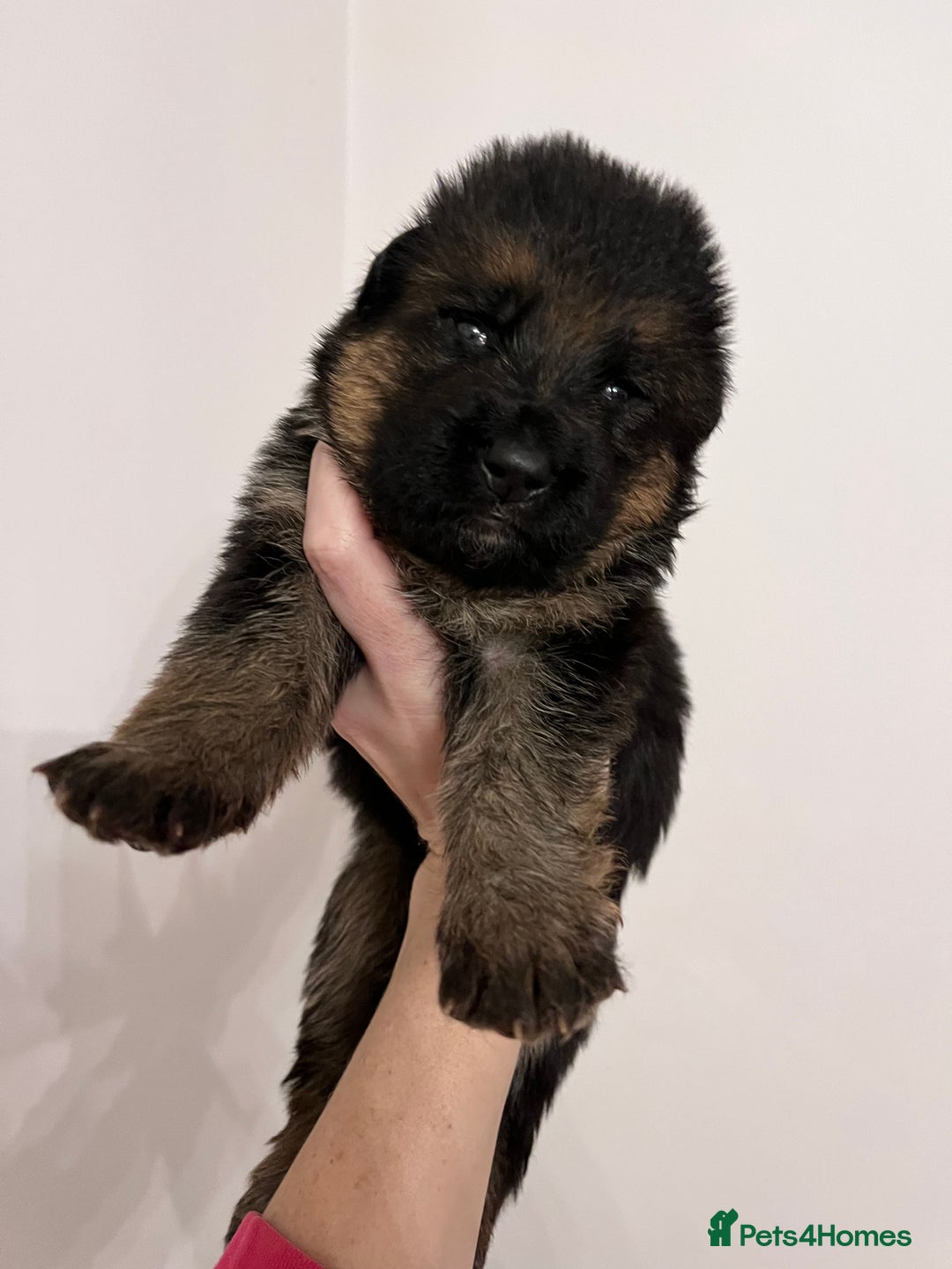 German Shepherd dogs for sale: Beautiful KC reg German Shepherd puppies for sale  - Advert 2