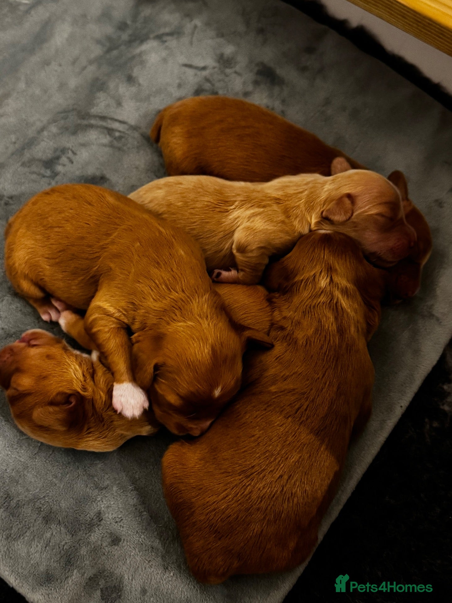 Cocker Spaniel dogs for sale: Working Cocker Spaniel Puppies - Advert 3