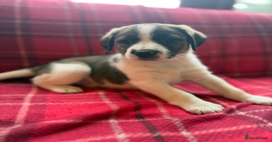 Mixed Breed dogs Beagle litter  - Advert 10