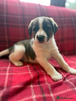 Mixed Breed dogs Beagle litter - Advert 2