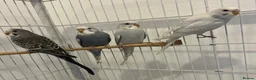 Budgerigars birds for sale: Baby Budgies - Advert 10
