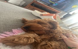 Cockapoo dogs for sale: Miniature cockapoo male for sale  - Image 2