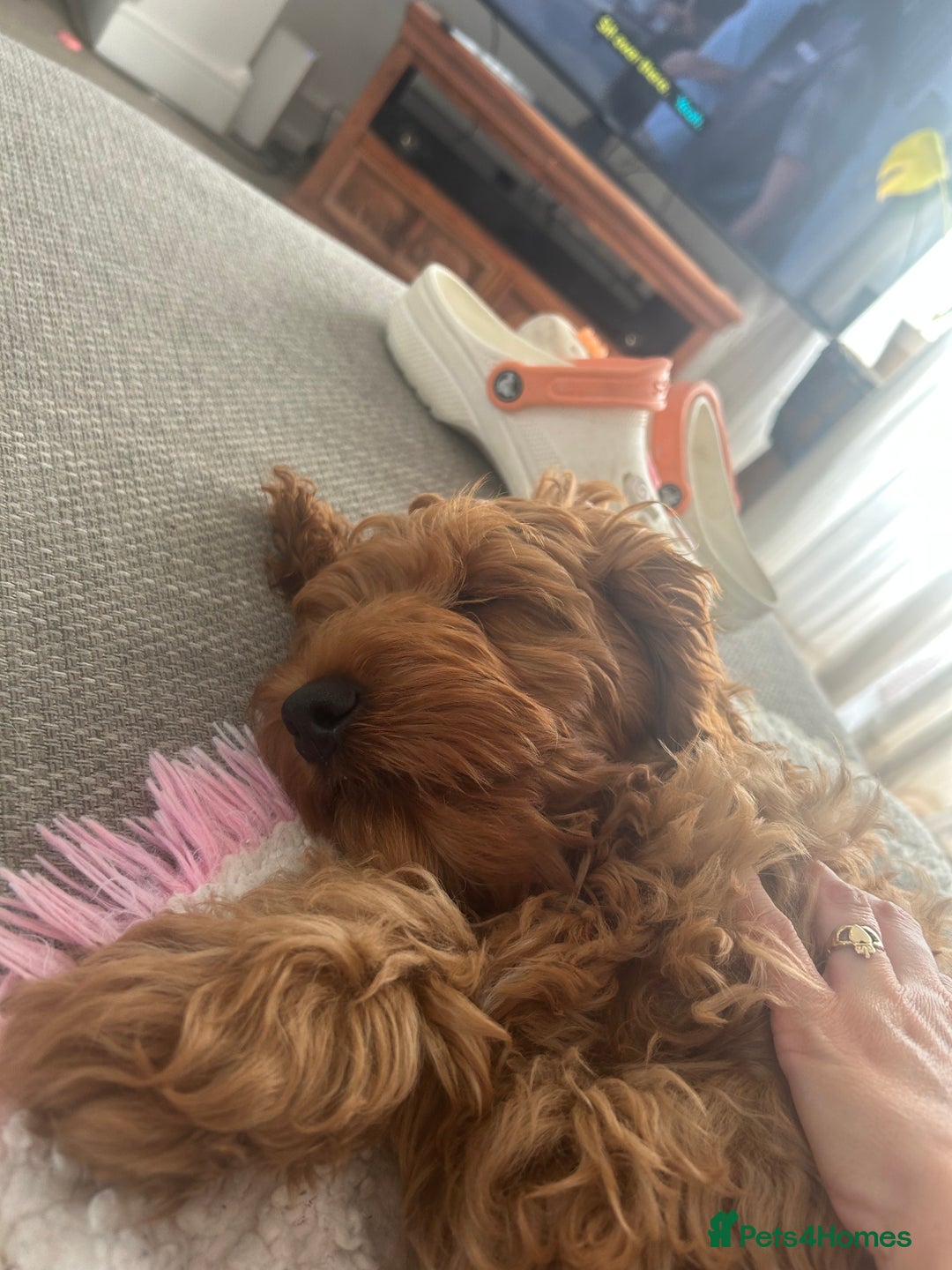 Cockapoo dogs for sale: Miniature cockapoo male for sale  - Image 2