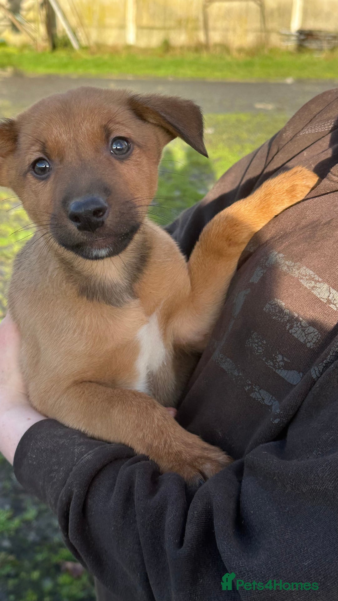 Mixed Breed dogs for sale: Kelpie x Collie puppies - Advert 9