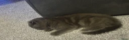 Scottish Fold cats for sale: Scottish fold kittens  in Dewsbury - Advert 15