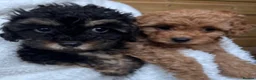 Cavapoo dogs for sale: ⭐️6 CAVAPOO’S Ready Now in CHESHIRE⭐️ - Advert 14