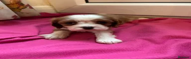 Cavalier King Charles Spaniel Miss Pink