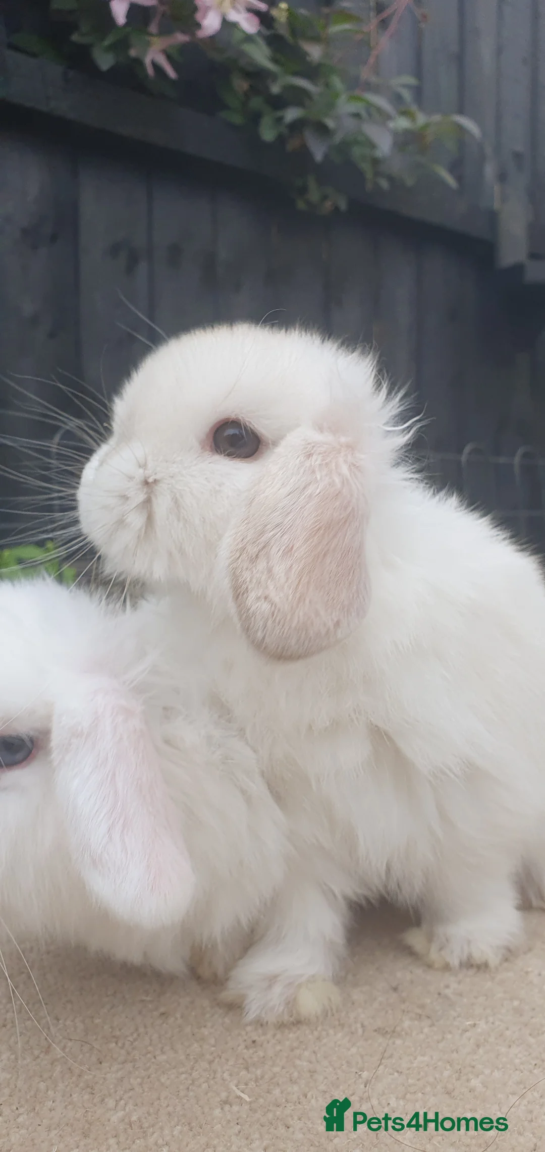 Mini Lop rabbits for sale: Baby mini lop sisters available now - Advert 6