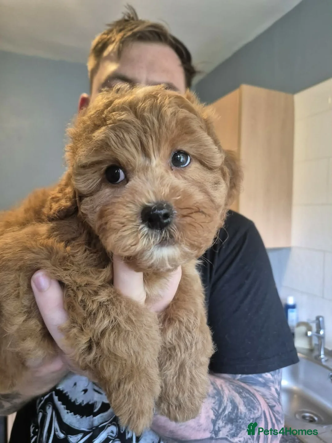 Lhasapoo dogs for sale: Gorgeous Lhasopoo puppies - Advert 1
