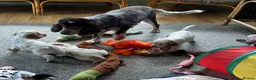 Cocker Spaniel dogs for sale: Stunning Orange roan boys - Advert 18