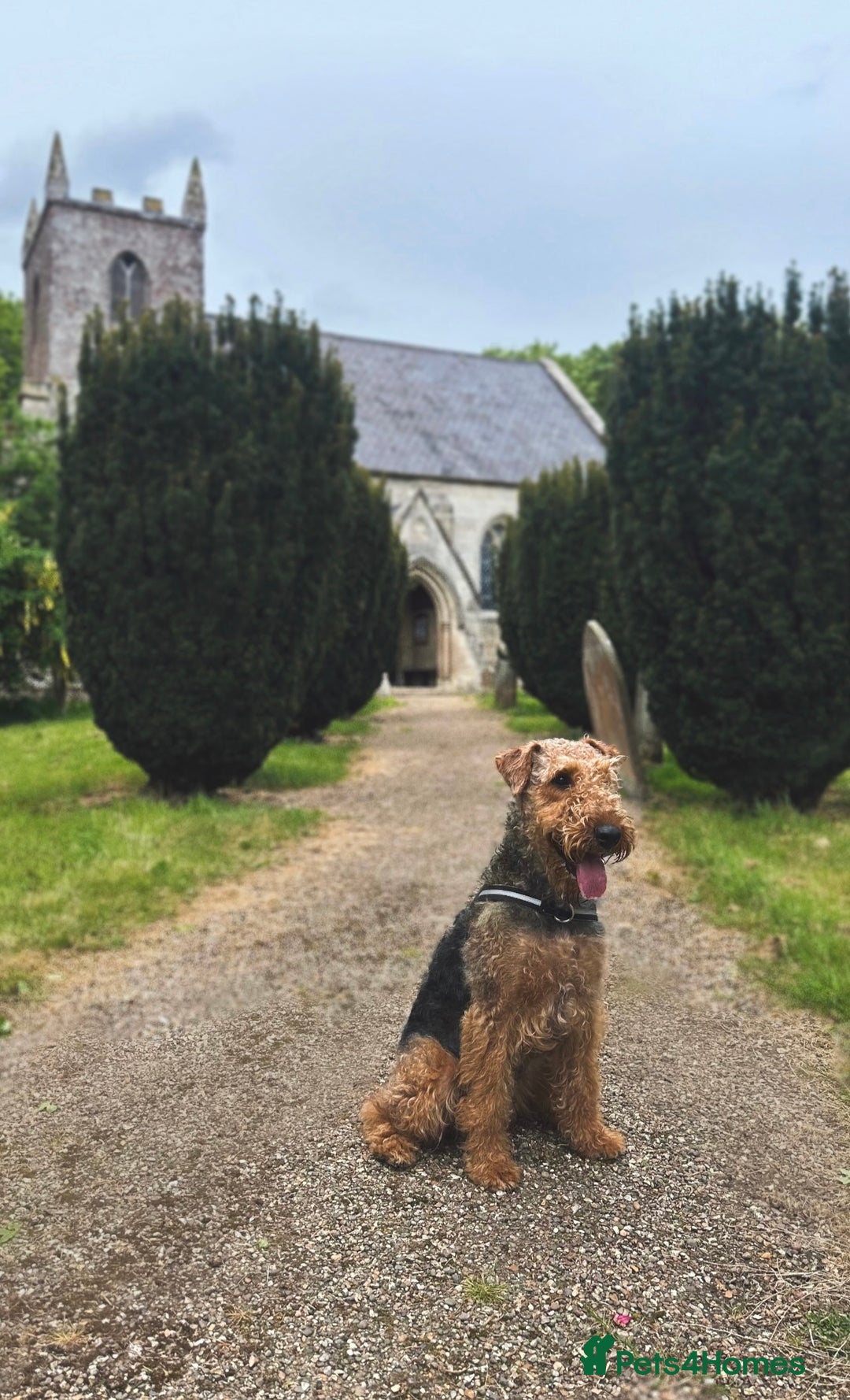 Airedale Terrier dogs for sale: KC Female Airedale Puppy🌟🐾 - Advert 4