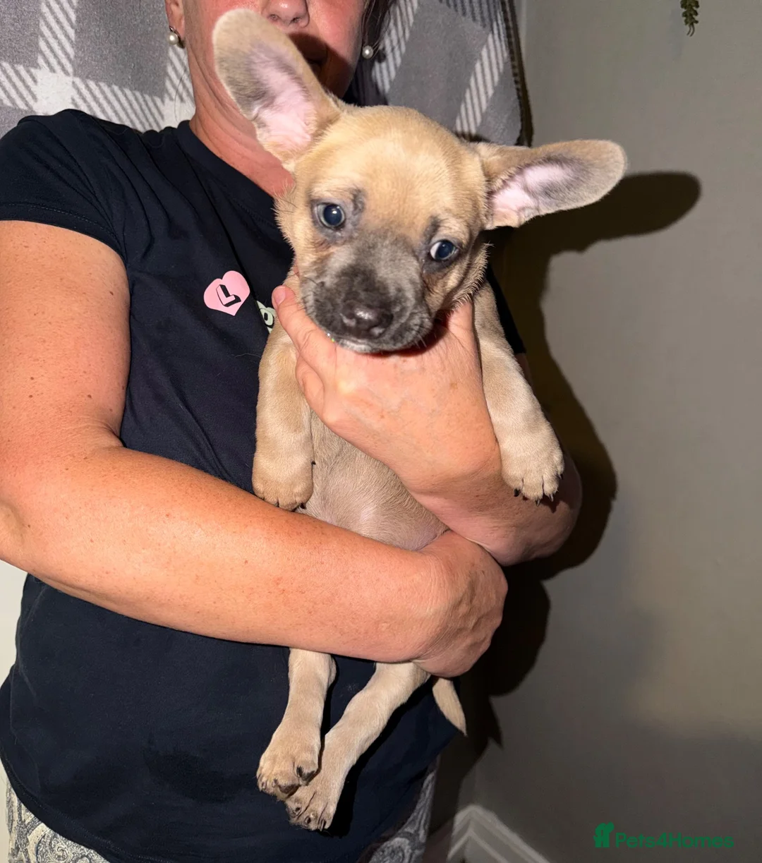 Mixed Breed dogs for sale: READY NOW French Bull dog cross Chihuahua puppies  - Advert 2