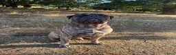 Bullmastiff dogs for stud: Bullmastiff stud not for sale - Advert 4