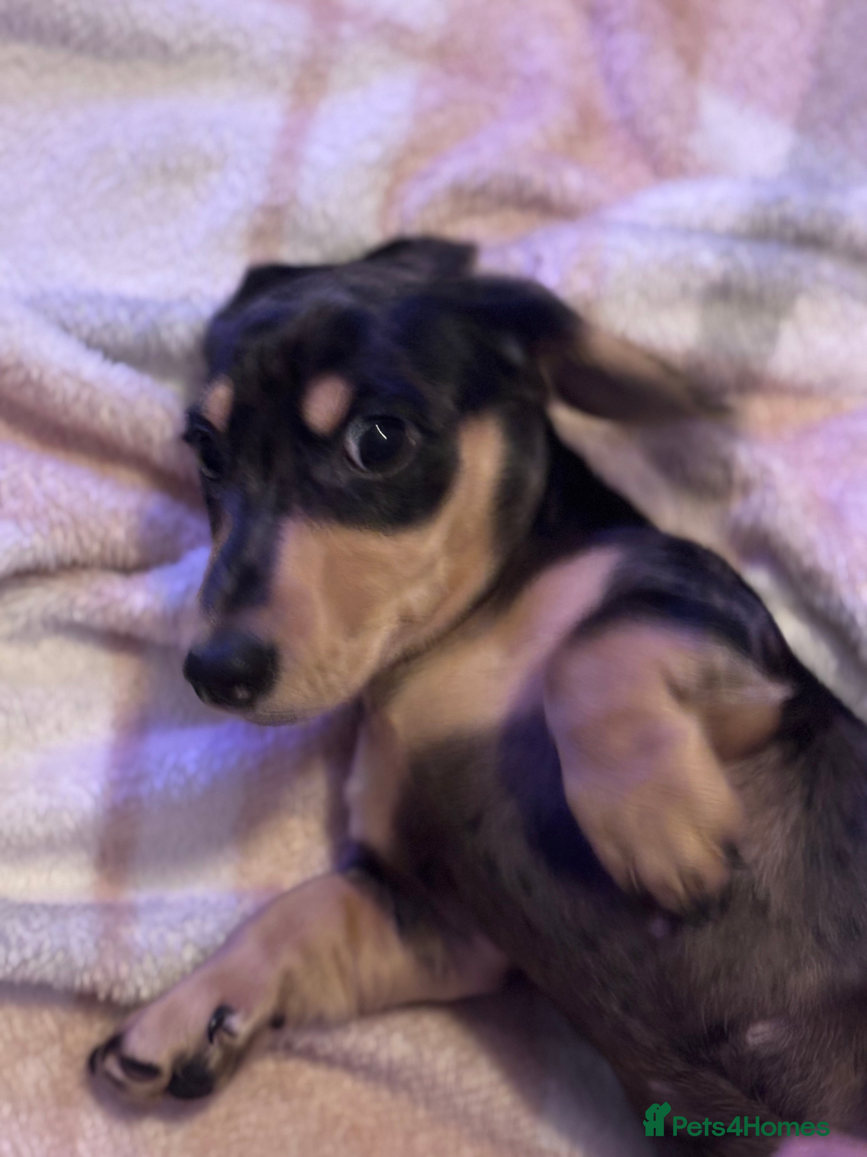 Miniature Dachshund dogs KC Registered Miniature dachshund  - Advert 1