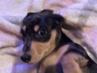 Miniature Dachshund dogs KC Registered Miniature dachshund - Advert 5