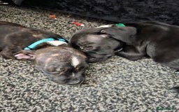 Staffordshire Bull Terrier dogs for sale: Full Staffordshire Bull Terrior puppies for sale - Image 28