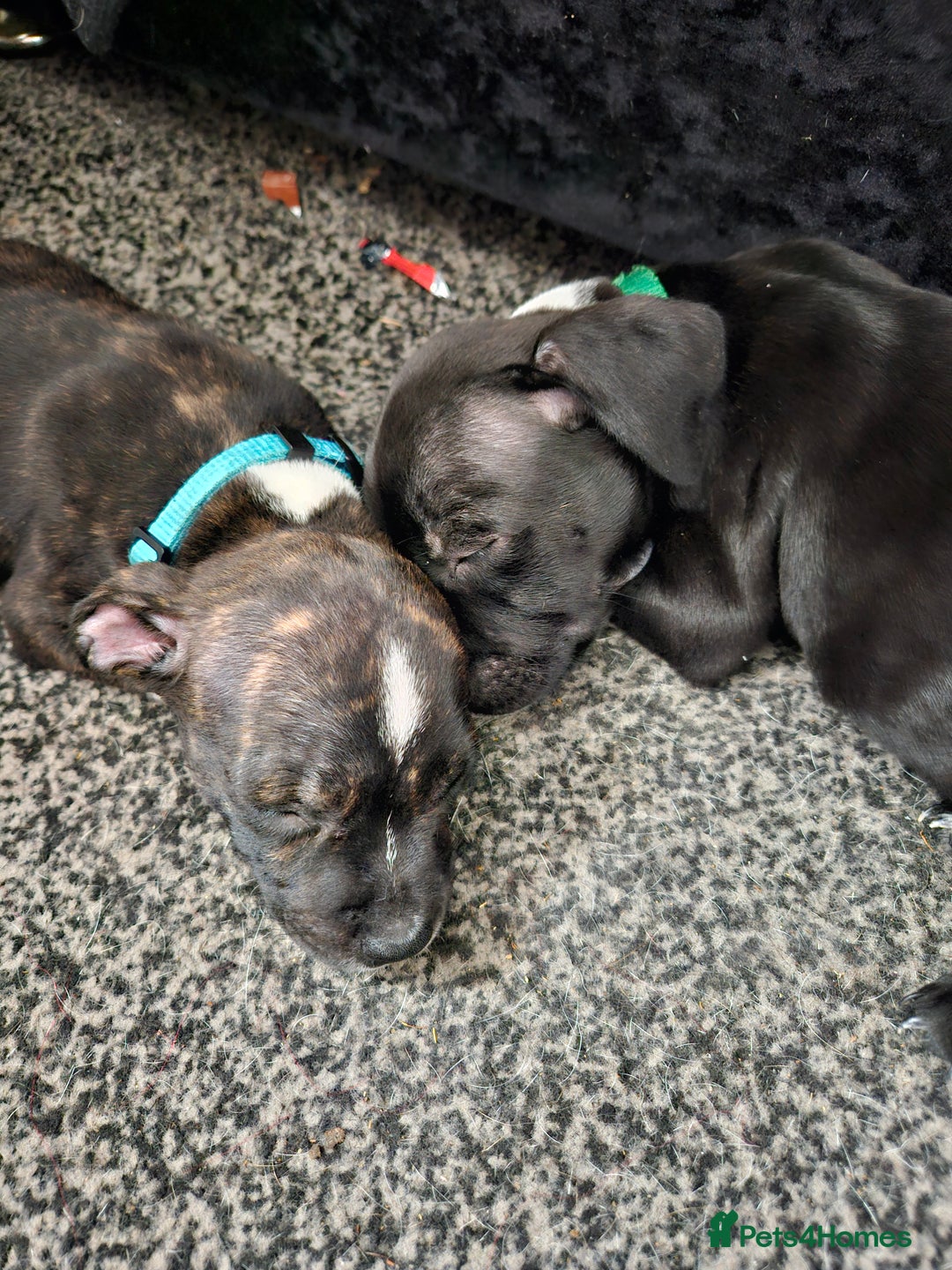 Staffordshire Bull Terrier dogs for sale: Full Staffordshire Bull Terrior puppies for sale - Image 28