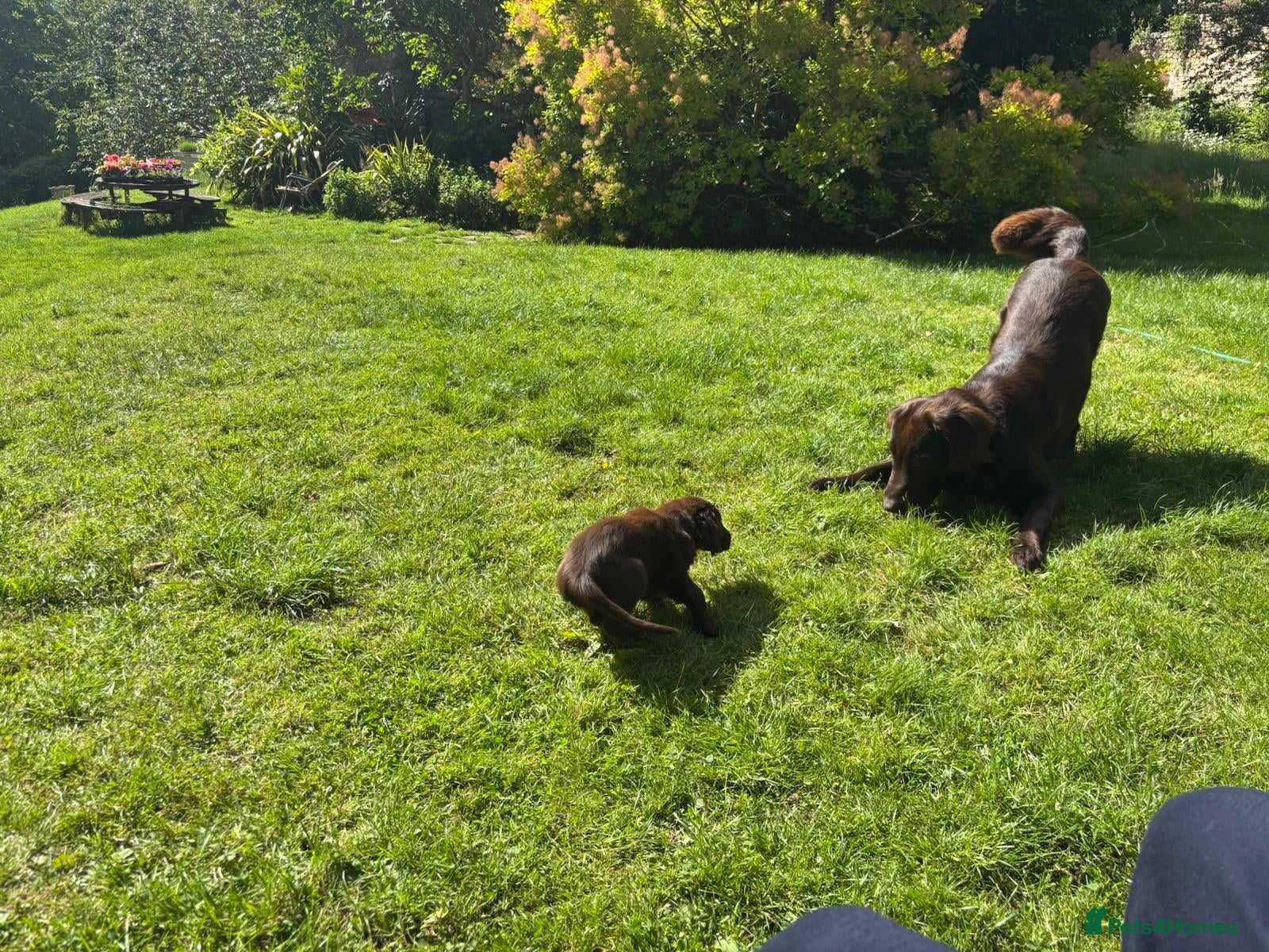 Flat coated Retriever dogs Gorgeous liver and black Flatcoat Retrievers - Advert 2