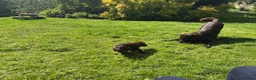 Flat coated Retriever dogs for sale: Gorgeous liver and black Flatcoat Retrievers - Advert 11