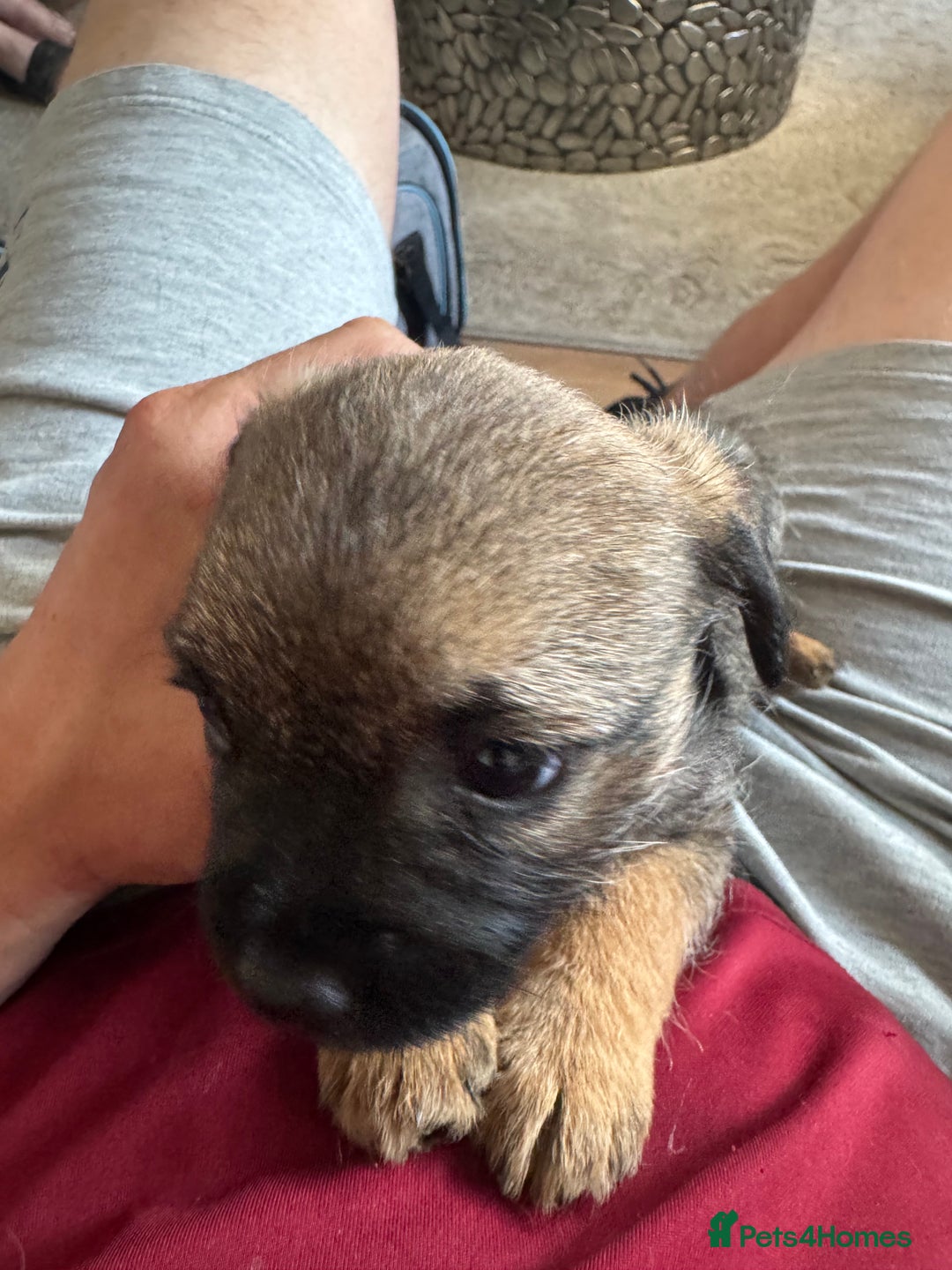 Border Terrier dogs for sale: Stunning litter of 4 border terrier puppies KC reg - Image 9