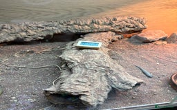 Lizard reptiles for sale: Beard dragon called Fearless  - Advert 3