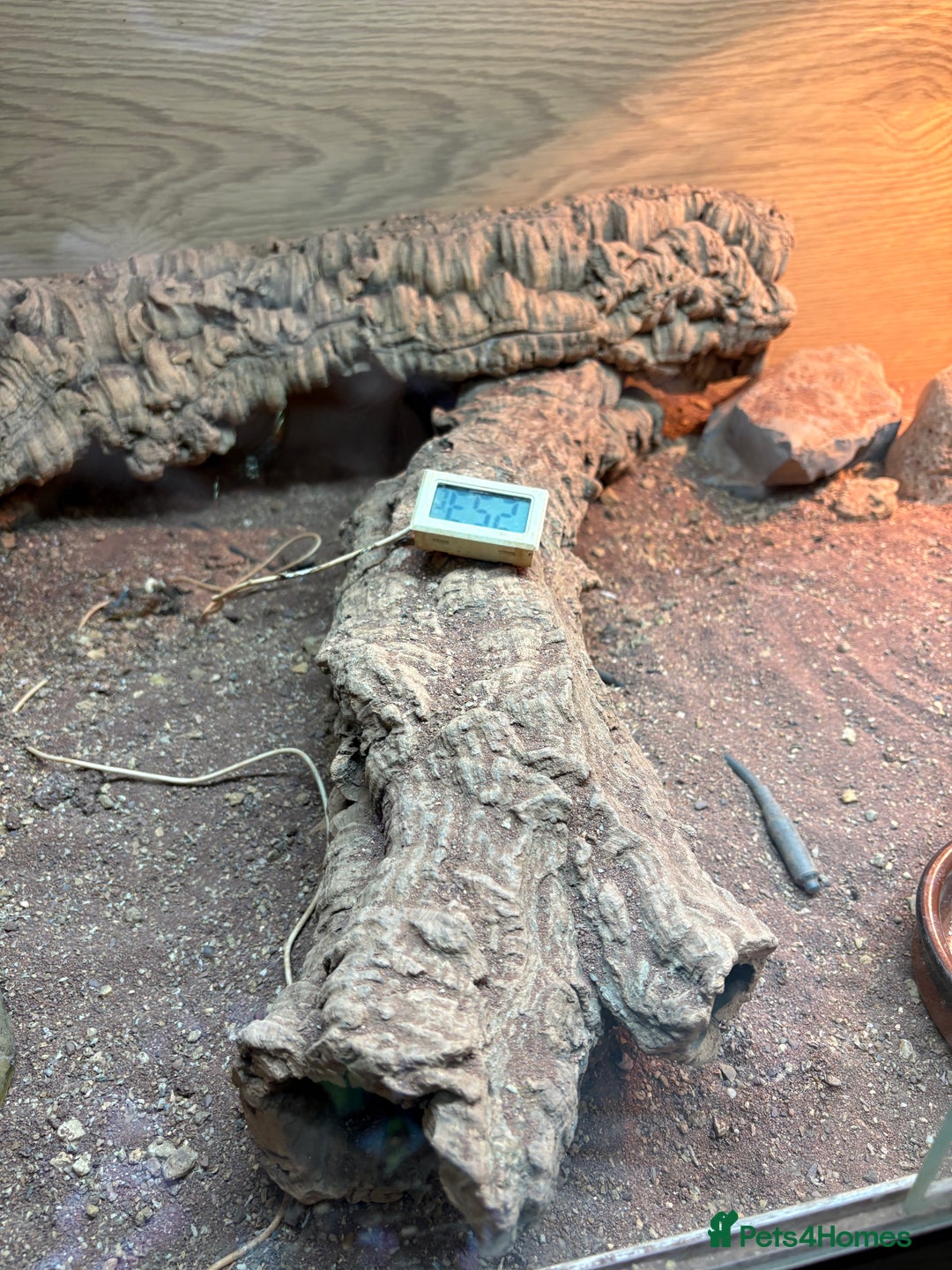 Lizard reptiles for sale: Beard dragon called Fearless  - Advert 3