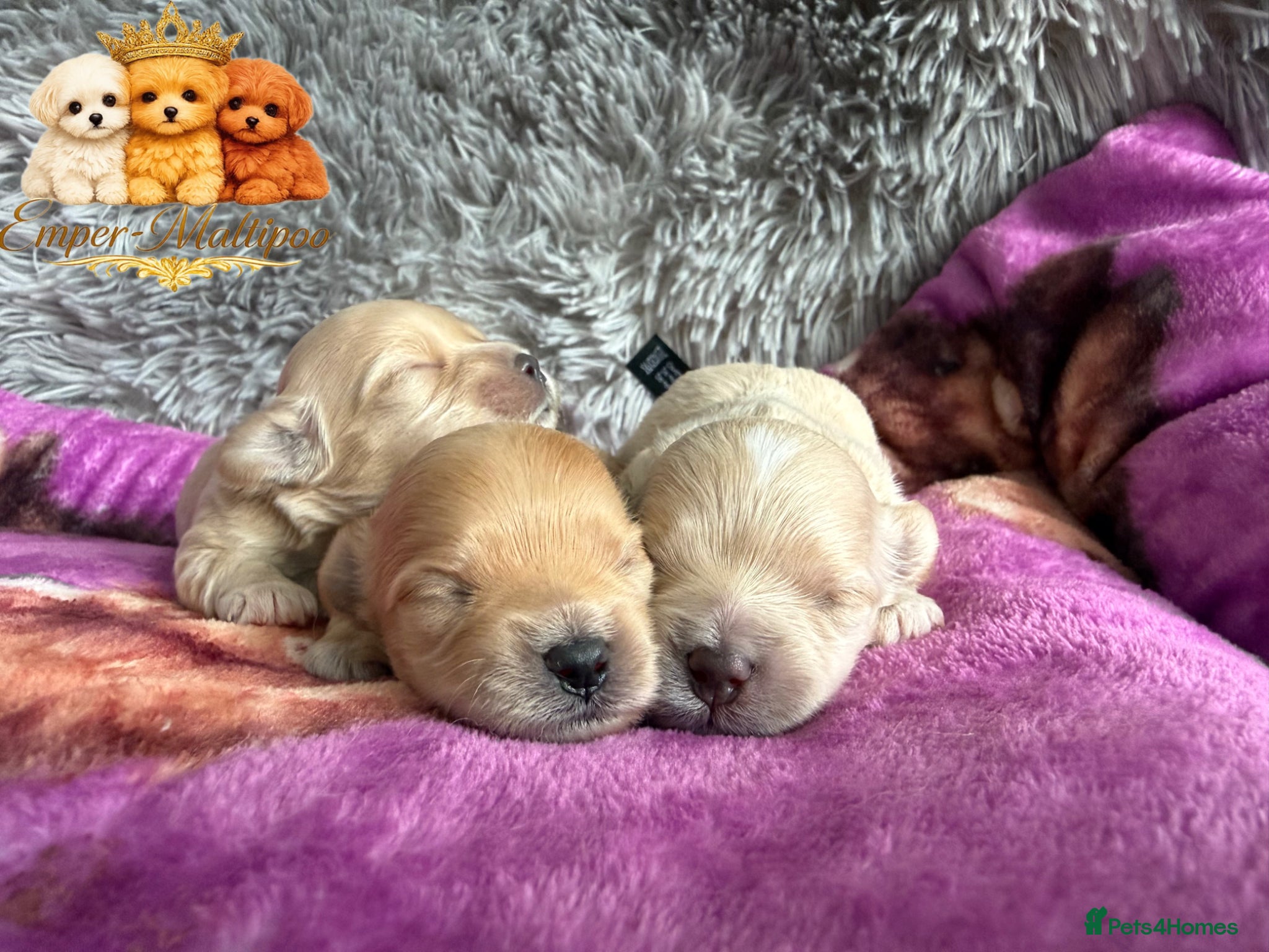 Maltipoo dogs Tiny Teddy Maltipoo- from Asian teddy dad! - Advert 1