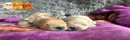 Maltipoo dogs for sale: Tiny Teddy Maltipoo- from Asian teddy dad! - Advert 1