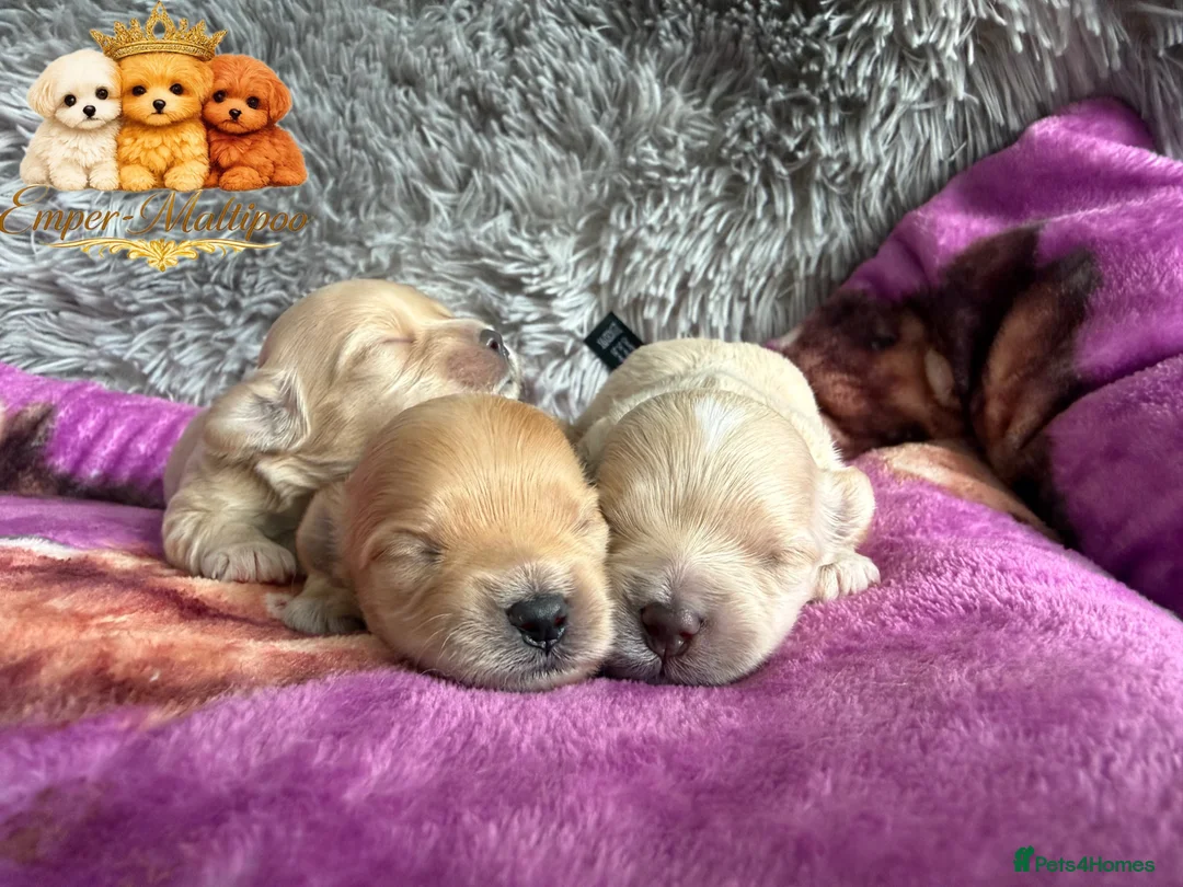 Maltipoo dogs for sale: Tiny Teddy Maltipoo- from Asian teddy dad! - Advert 1