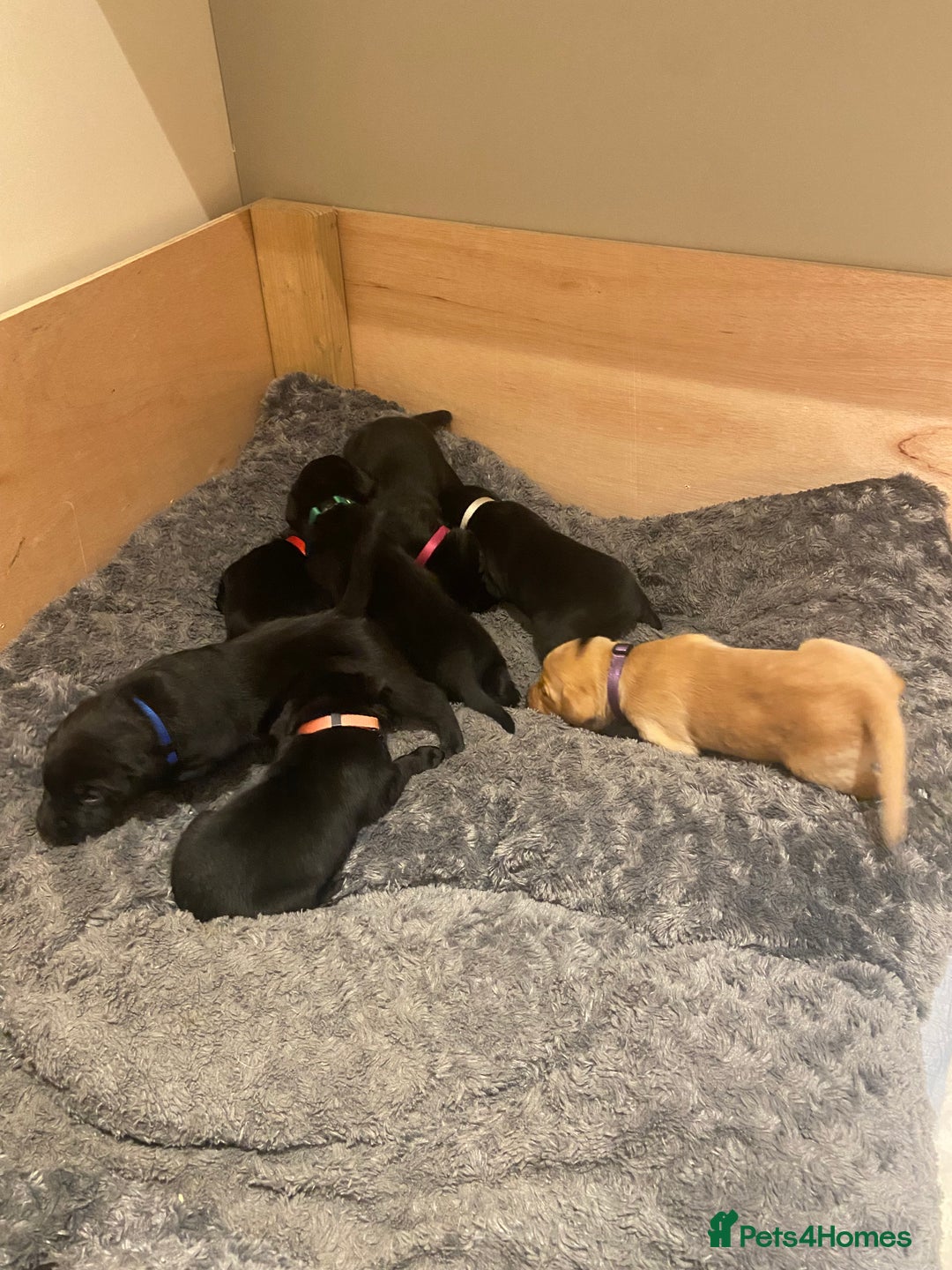 Labrador Retriever dogs for sale: Labrador Puppys ready for homes now - Advert 9