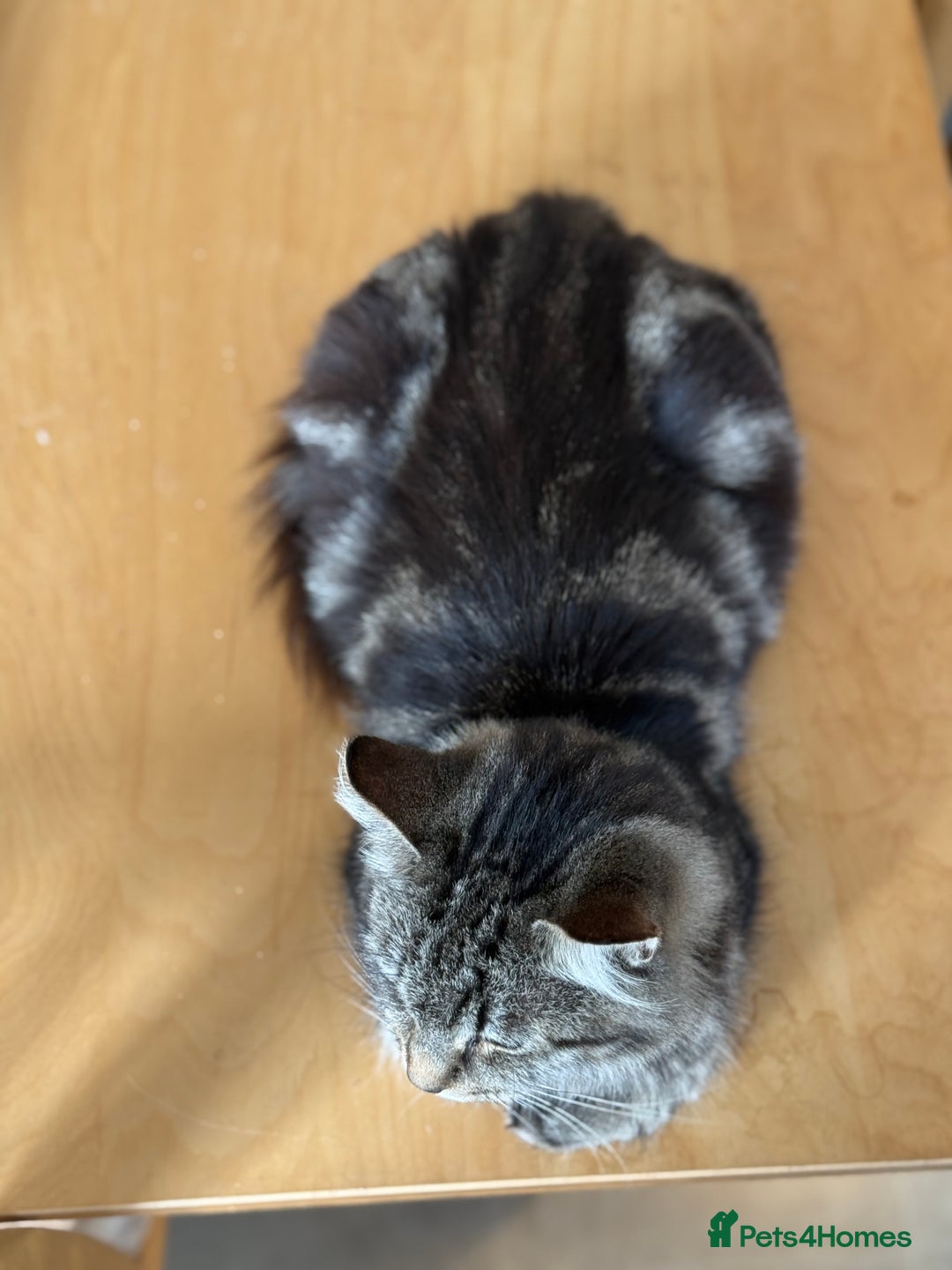 British Longhair cats for sale: Male  British long haired kittens - Image 23