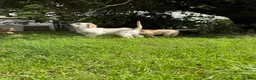 Golden Retriever dogs for sale: Golden Retriever Puppies  - Advert 13