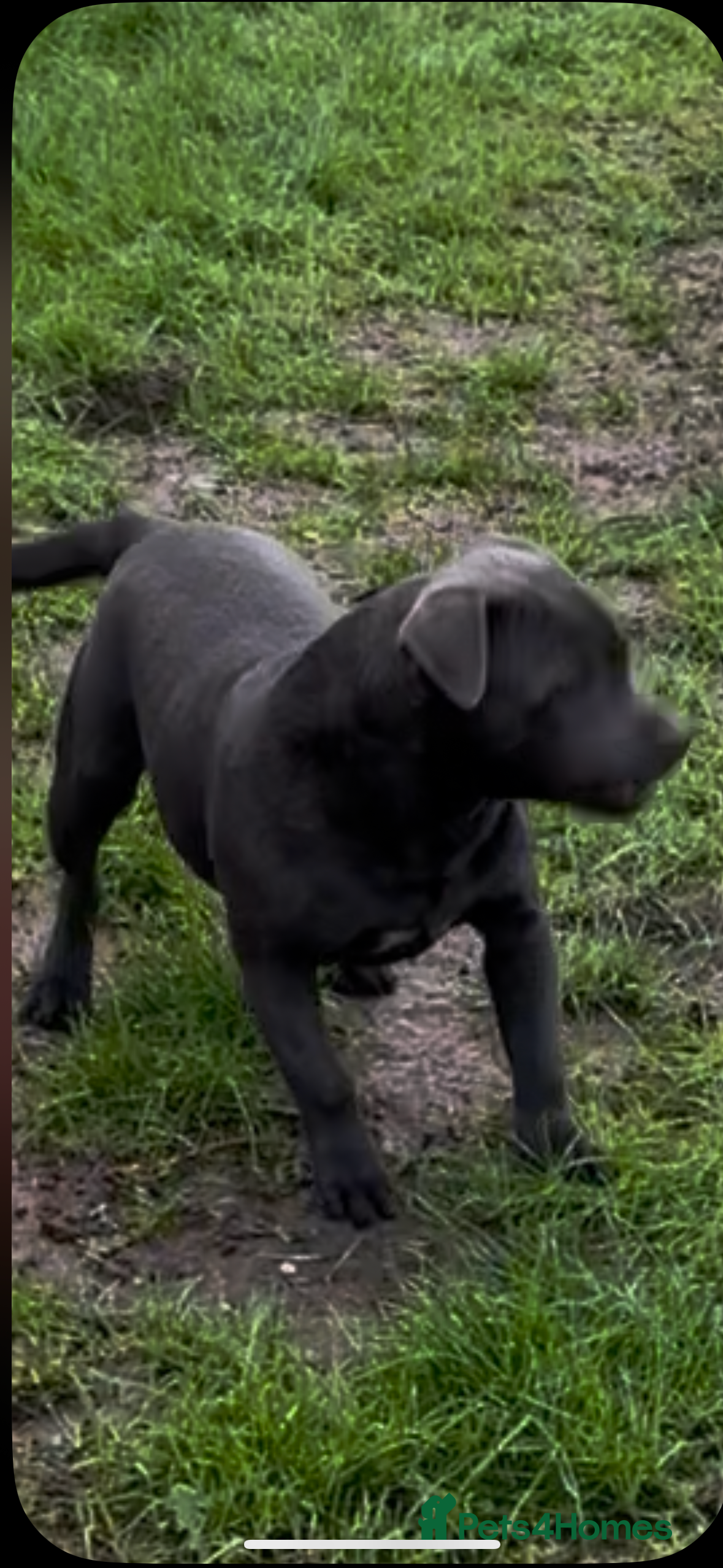 Staffordshire Bull Terrier dogs KC blue female staff  - Advert 15