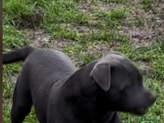 Staffordshire Bull Terrier dogs KC blue female staff - Advert 2