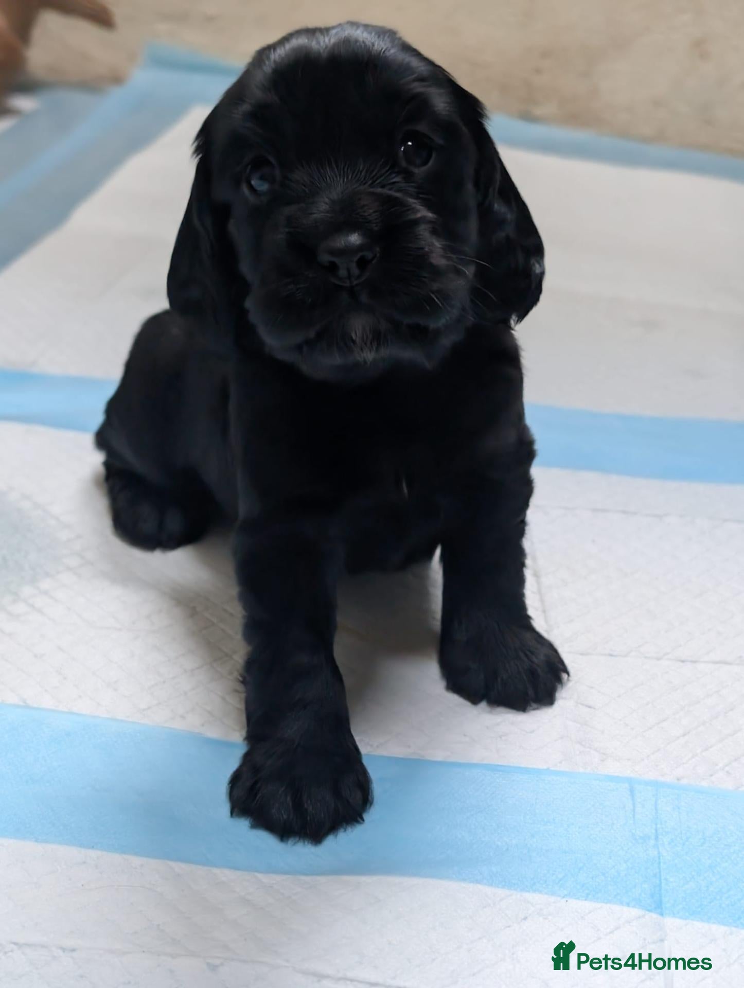 Cocker Spaniel dogs 🐾 COCKER SPANIEL PUPPIES  - Advert 1