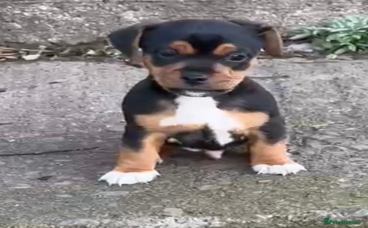 Jack Russell dogs - Advert 3