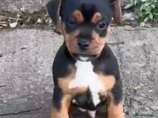 Jack Russell dogs - Advert 1