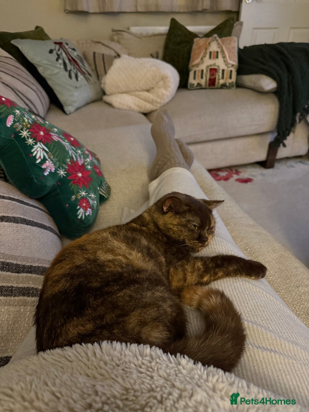 British Shorthair cats for sale: Beautiful chocolate tortie British shorthair girl  - Advert 4