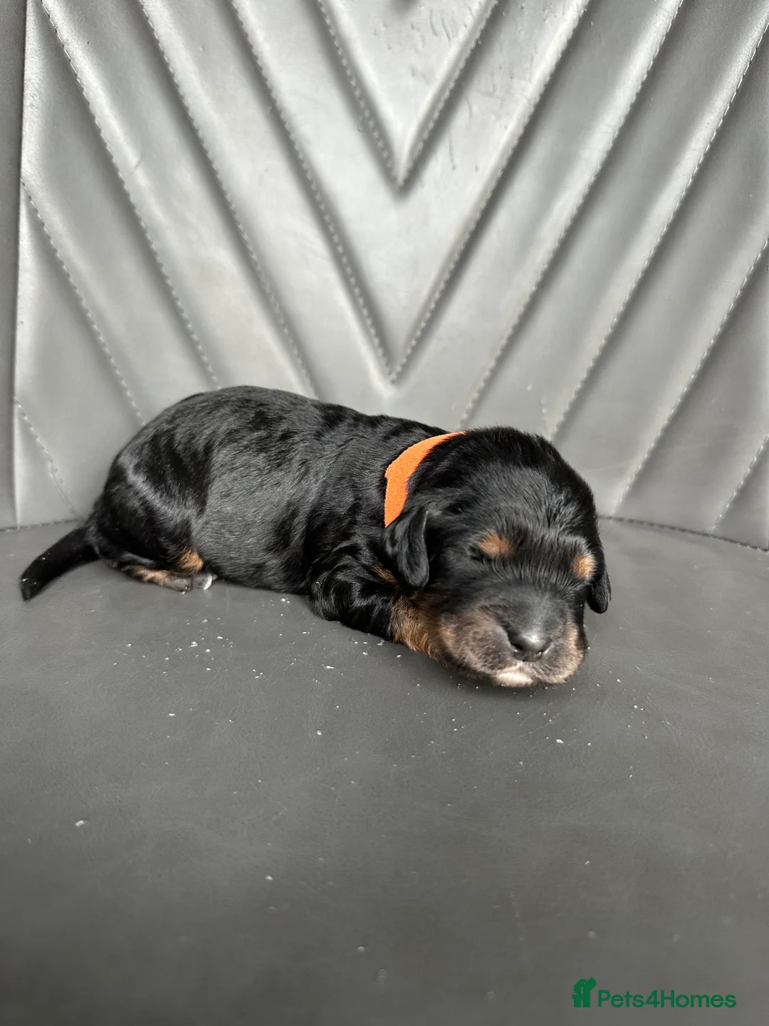 Cockapoo dogs for sale: 🌟 Stunning F1 Cockapoo Puppies 🌟  - Advert 18