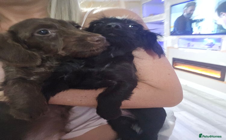 Doxiepoo dogs Doxipoos - Advert 1