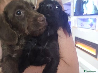 Doxiepoo dogs Doxipoos - Advert 2