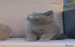 British Shorthair cats for sale: 💙 *Last little boy* Gorgeous bsh 💙 - Image 1