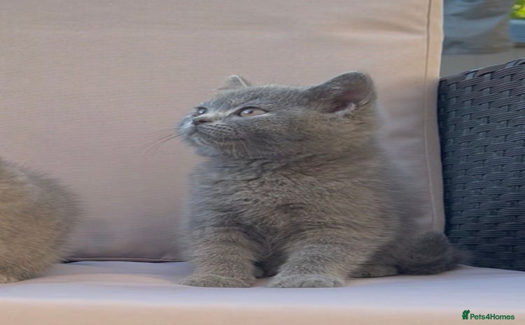British Shorthair cats - Advert 11